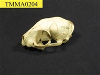 石虎頭骨藏品圖，第7張